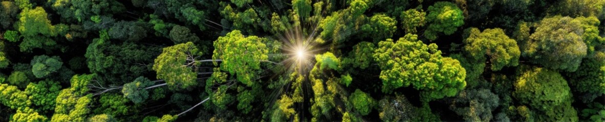 Naklejka premium Serene aerial photo of a dense rainforest canopy with sunbeams filtering through emerald green foliage