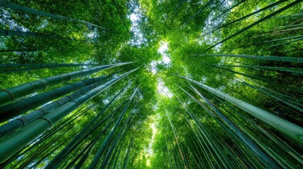 Dense bamboo grove with shafts of light filtering through green canopy