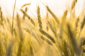 Close‑up of golden wheat ears in a sunlit rural field – ripe grain ready for harvest, natural...