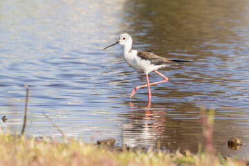 Black winged stilt walking in shallow water with reflection