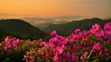 Obraz premium Beautifully blooming Hwangmaesan Mountain scenery