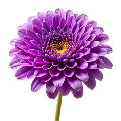 Purple Gerbera Daisy A Study in Delicate Beauty isolated on transparent baackground