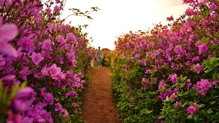 Beautiful Rhododendron Gardens in Korea