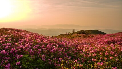 Beautifully blooming Hwangmaesan Mountain scenery