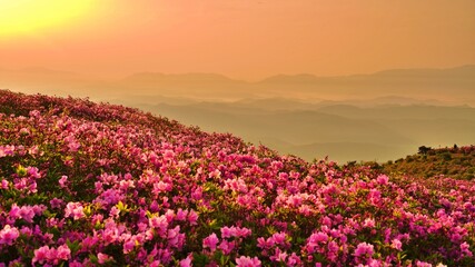 Fototapeta premium Beautifully blooming Hwangmaesan Mountain scenery