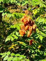 Koelreuteria paniculata seeds close-up of brown seeds and green leaves. Selective focus. Native to...