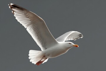 Fototapeta premium Elegant Seagull Flying in Clear Sky with Outstretched Wings and Open Beak Du Daytime Over Ocean or Coastal Environment