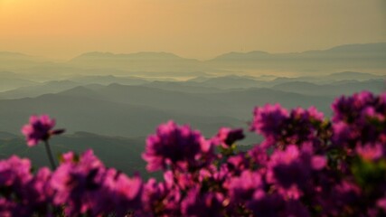 Obraz premium Beautifully blooming Hwangmaesan Mountain scenery