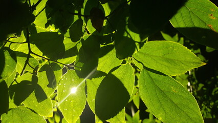 Dappled Leaves After the Rain