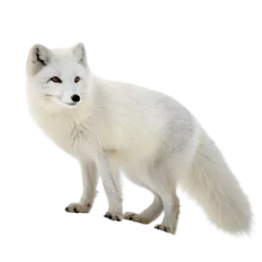 arctic fox isolated  on white background