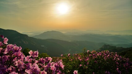 Obraz premium Beautifully blooming Hwangmaesan Mountain scenery