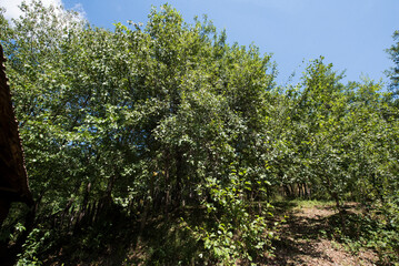 tree in the garden