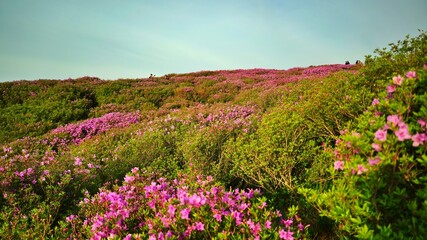 Obraz premium Beautifully blooming Hwangmaesan Mountain scenery