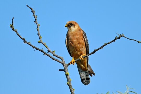 Rotfu&szlig;falke - Weibchen // Red-footed falcon - female (Falco vespertinus) - Donaudelta, Rum&auml;nien