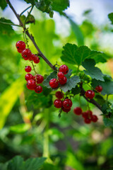 Close-up of red currant berries on a branch with green blurred background in summer garden.
