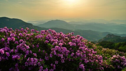 Beautifully blooming Hwangmaesan Mountain scenery