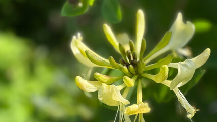 Aesthetically appealing macro shot of a delicate Magnolia tripetala flower on a sunny day in...