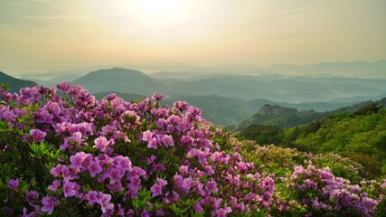 Obraz premium Beautifully blooming Hwangmaesan Mountain scenery