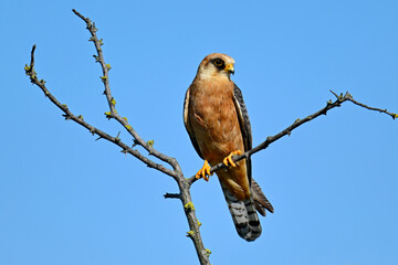 Rotfußfalke - Weibchen // Red-footed falcon - female (Falco vespertinus)