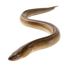 Obraz premium Eel isolated on white background