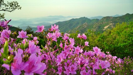 Beautifully blooming Hwangmaesan Mountain scenery