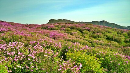 Beautifully blooming Hwangmaesan scenery