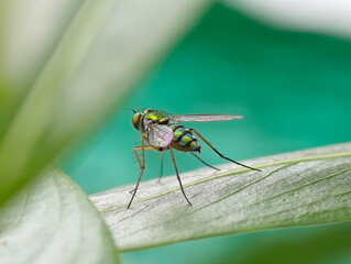 dragonfly on a leaf