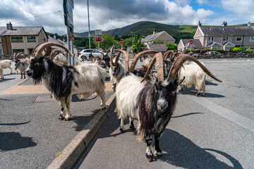 Walking around Llanberis in Snowdonia National Park wales