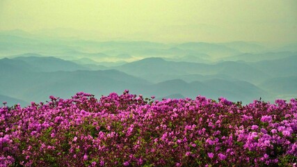 Fototapeta premium Beautifully blooming Hwangmaesan scenery