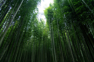 bamboo forest in Juknokwon