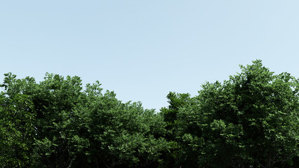 Treetops on blue sky background, space for text, 3d illustration