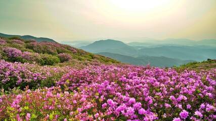 Obraz premium Beautifully blooming Hwangmaesan scenery