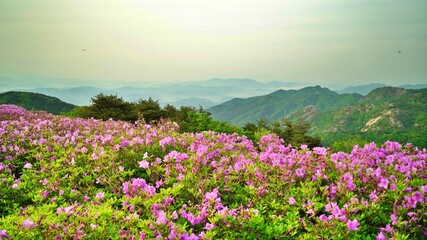 Beautifully blooming Hwangmaesan scenery