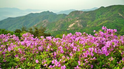 Obraz premium Beautifully blooming Hwangmaesan scenery