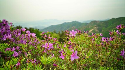 Fototapeta premium Beautifully blooming Hwangmaesan scenery