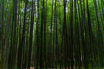 Fototapeta premium bamboo forest in Juknokwon