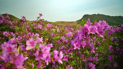 Beautifully blooming Hwangmaesan scenery