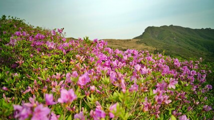 Fototapeta premium Beautifully blooming Hwangmaesan scenery