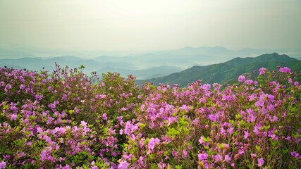 Beautifully blooming Hwangmaesan scenery