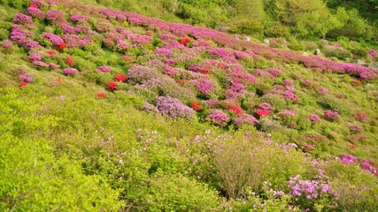 Beautiful Rhododendron Gardens in Korea