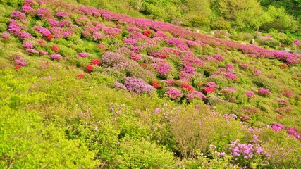 Beautiful Rhododendron Gardens in Korea