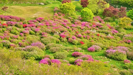Beautiful Rhododendron Gardens in Korea