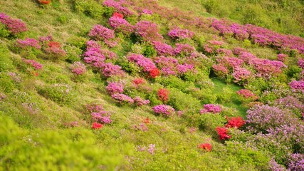 Beautiful Rhododendron Gardens in Korea