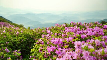 Fototapeta premium Beautifully blooming Hwangmaesan scenery