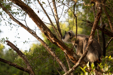 langur, sacred monkeys of sri lanka
