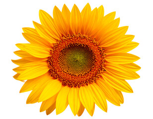 Fototapeta premium Vibrant sunflower on a white background