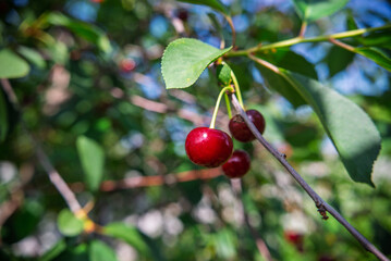 Fresh ripe cherries hanging on a branch in the summer garden, close-up.