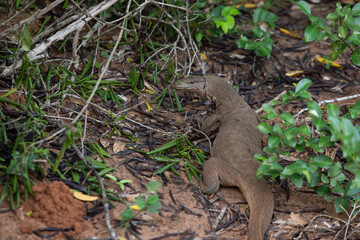monitor lizard digs sand in search of food