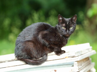 A black, glossy, green-eyed cat sits on a white