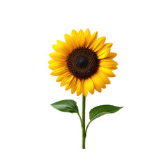 Obraz premium Vibrant Sunflower with Bright Yellow Petals and Dark Center for Floral and Nature Themes on transparent background